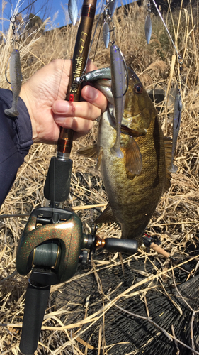 スモールマウスバスの釣果