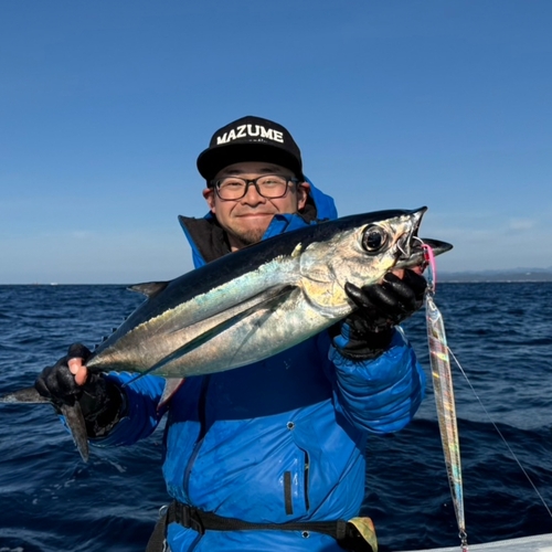 ビンチョウマグロの釣果