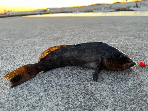 アイナメの釣果