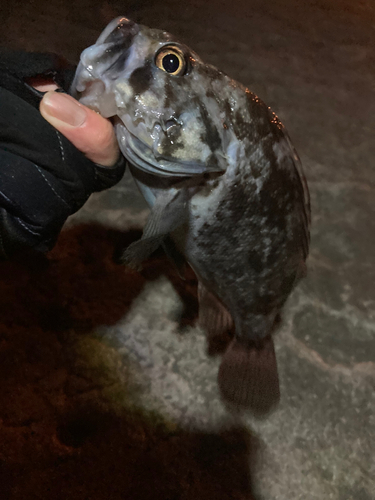 クロソイの釣果