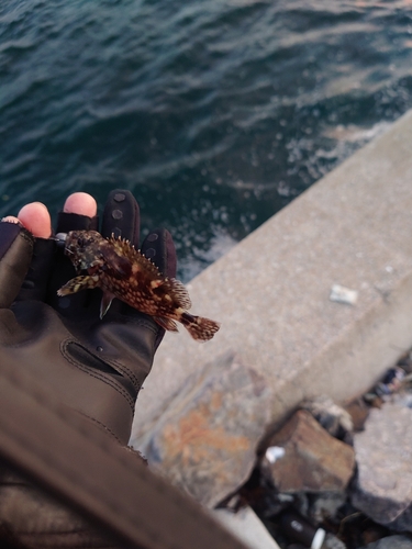 カサゴの釣果