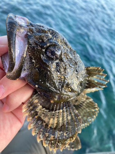 ギスカジカの釣果