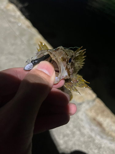 タケノコメバルの釣果