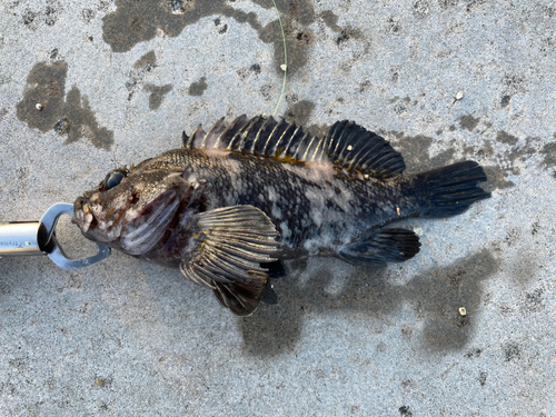 オウゴンムラソイの釣果