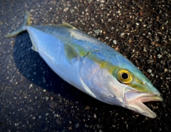 ハマチの釣果