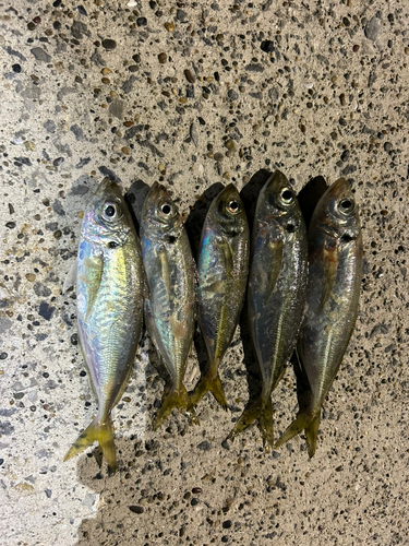 アジの釣果