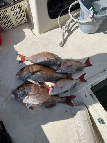 タイの釣果