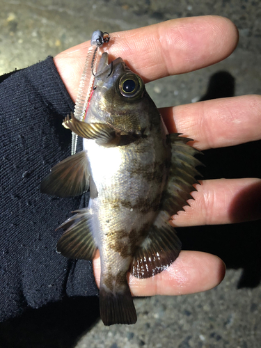 メバルの釣果