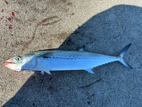 サゴシの釣果