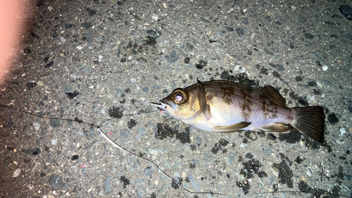 メバルの釣果