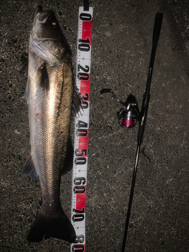 シーバスの釣果