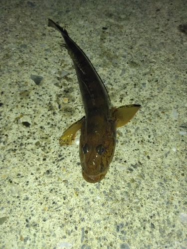 マハゼの釣果