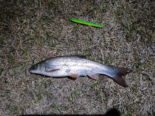 ウグイの釣果