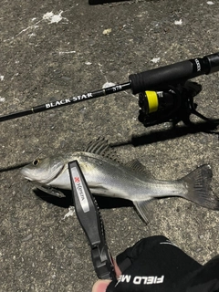 セイゴ（マルスズキ）の釣果