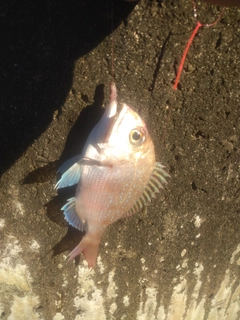 チャリコの釣果