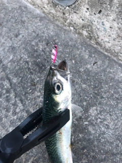 サバの釣果