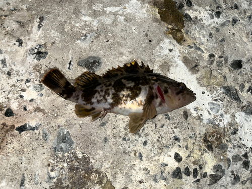 タケノコメバルの釣果