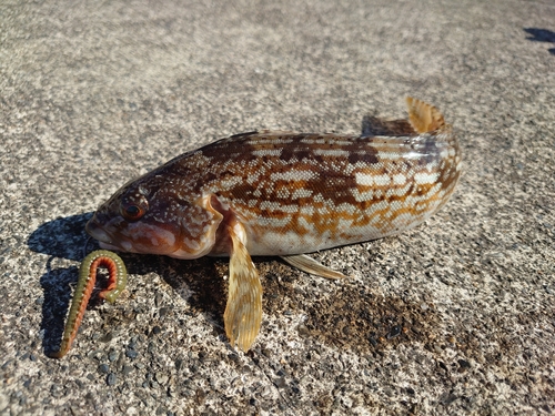 アイナメの釣果