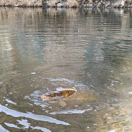 コイの釣果