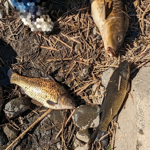 フナの釣果