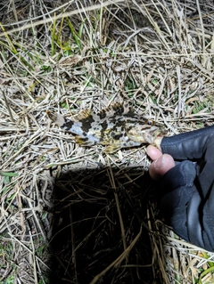 タケノコメバルの釣果