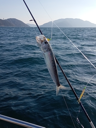 マイワシの釣果