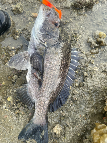 チヌの釣果