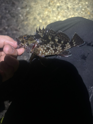 カサゴの釣果