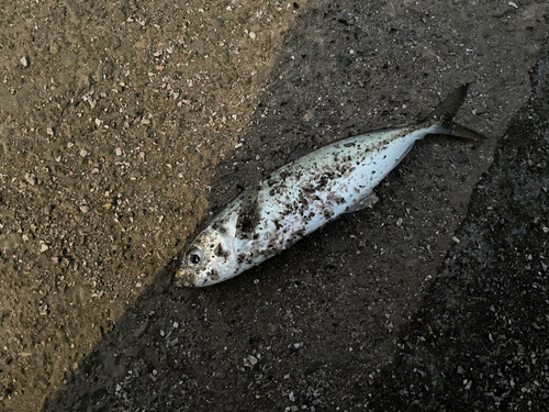 マルアジの釣果