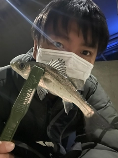 セイゴ（マルスズキ）の釣果