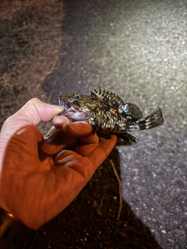 カサゴの釣果