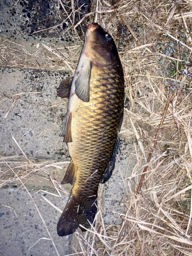 コイの釣果