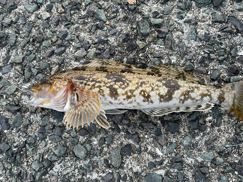 アイナメの釣果