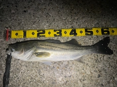 シーバスの釣果