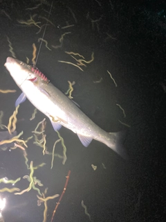 マルタウグイの釣果