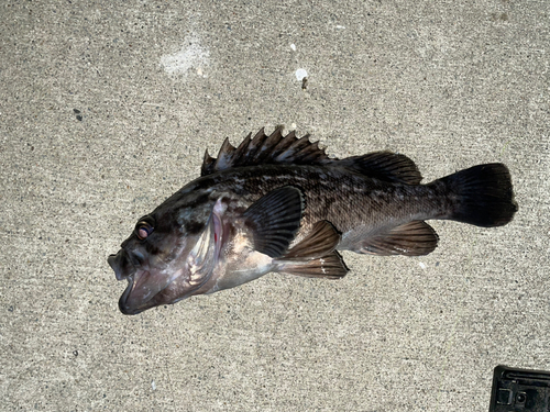 クロソイの釣果