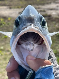 ギンガメアジの釣果