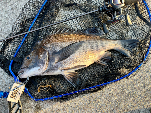 チヌの釣果