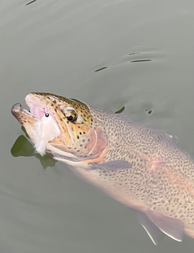 ニジマスの釣果