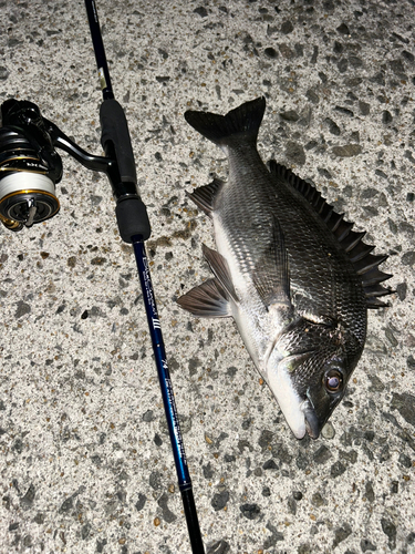 クロダイの釣果