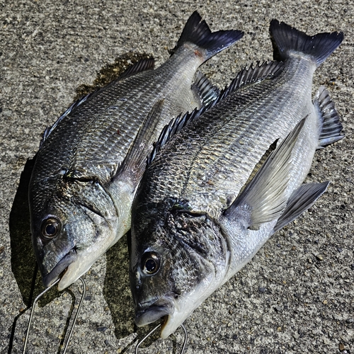 クロダイの釣果