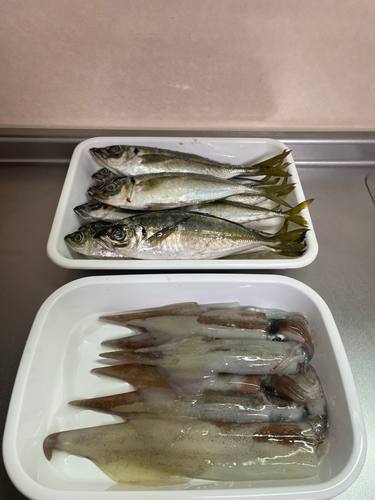 ヤリイカの釣果