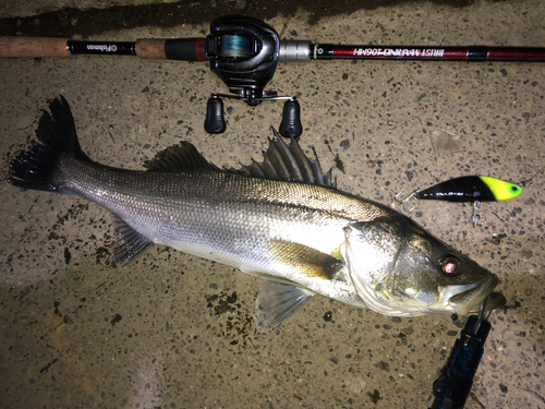 シーバスの釣果