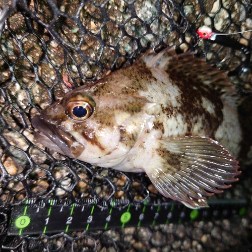 ムラソイの釣果