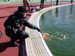 ニジマスの釣果