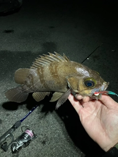 メバルの釣果