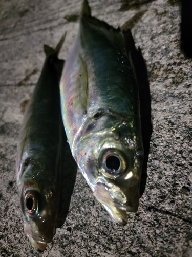 マアジの釣果