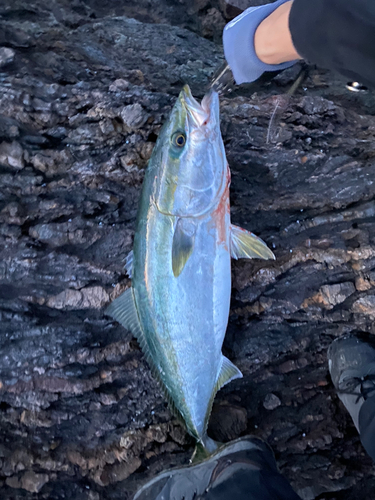 ブリの釣果