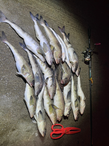 ホッケの釣果