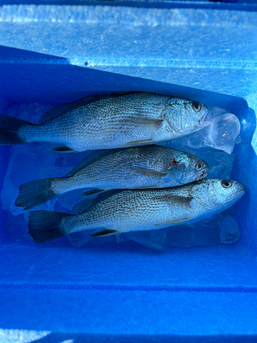 イシモチの釣果